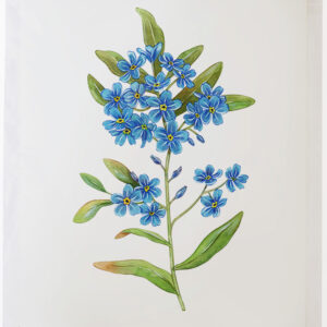 Print de arta - Nu-ma-uita (floare)