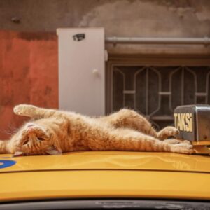City Cats of Istanbul