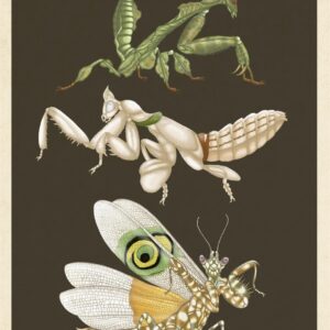 Insectarium Poster Book