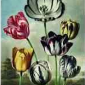 Puzzle 1000 piese - Pochon the Dybdhal v. Tulipes