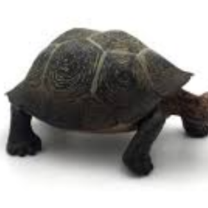 Figurina - Testoasa de desert