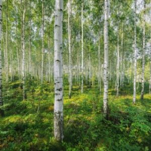 Fototapet Komar model cu padure hartie semilavabil cod 8-744 verde 368 X 254 cm 8 piese