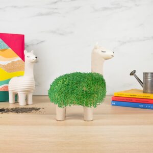 Ghiveci Llama cu Semințe de Chia